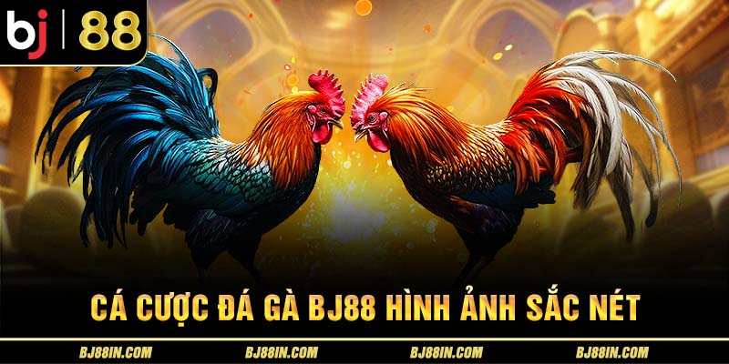 Cá cược đá gà chuẩn HD