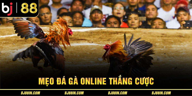 Mẹo đá gà online thắng cược